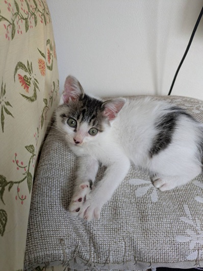 新しい飼い主を探している猫（11-H）写真1