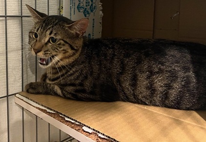 新しい飼い主を探している猫（7-C）写真2