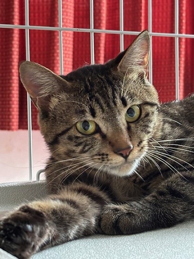 新しい飼い主を探している猫（7－D）写真1