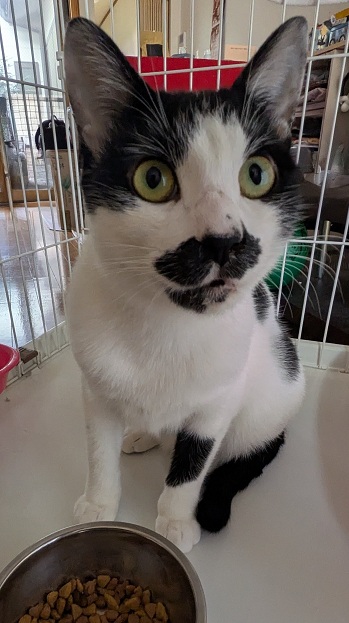 新しい飼い主を探している猫（7-E)の写真2