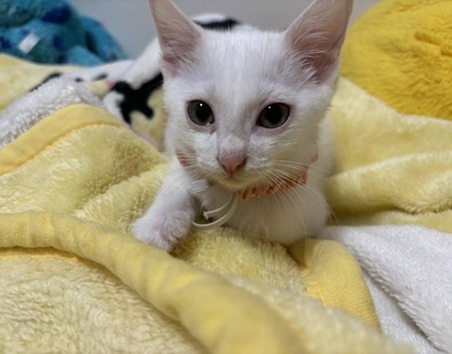 新しい飼い主を探している猫（11-H）写真1