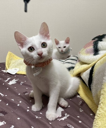 新しい飼い主を探している猫（11-H）の写真2