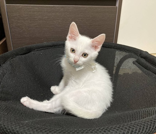 新しい飼い主を探している猫（11-H）写真1