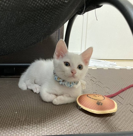新しい飼い主を探している猫（11-H）の写真2