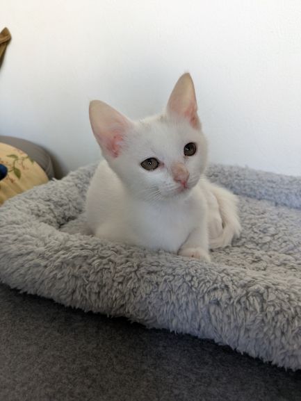 新しい飼い主を探している猫（8-C)の写真2
