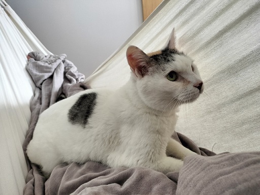 新しい飼い主を探している猫（8-E）写真1