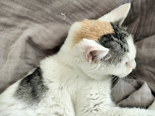 新しい飼い主を探している猫（8-E)の写真2