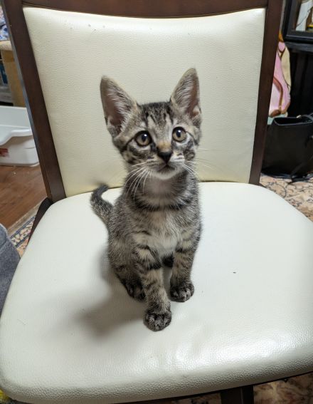 新しい飼い主を探している猫（8-H)の写真2