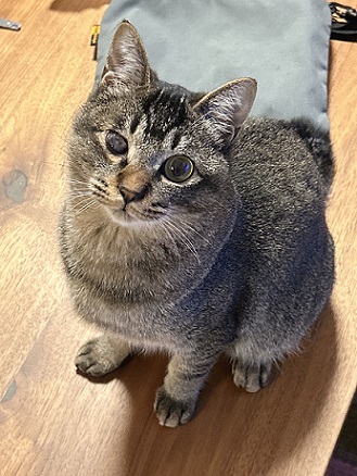 新しい飼い主を探している猫（8-V）写真1