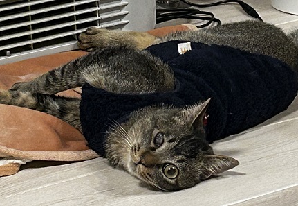 新しい飼い主を探している猫（8-V）写真2