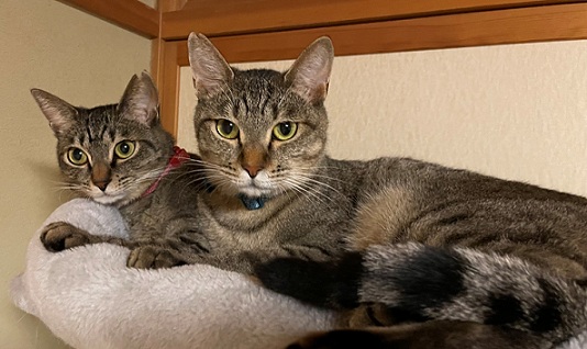 新しい飼い主を探している猫（9-BC)の写真1