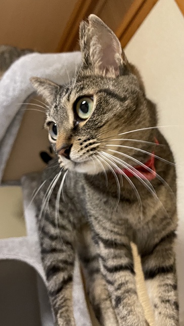 新しい飼い主を探している猫（9-B)の写真1