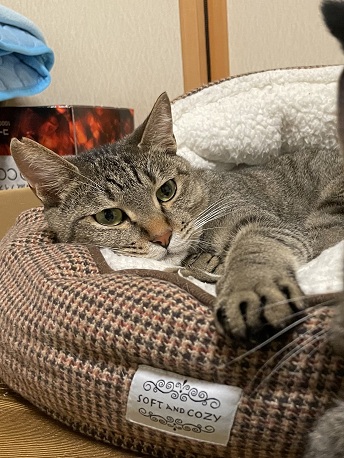 新しい飼い主を探している猫（9-C)の写真1
