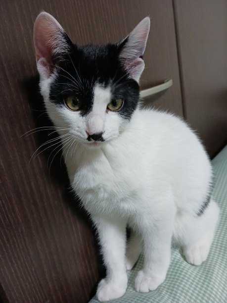 新しい飼い主を探している猫（9-D）写真1