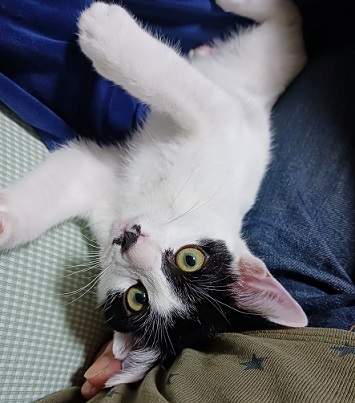 新しい飼い主を探している猫（9-D)の写真2