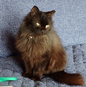 新しい飼い主を探している猫（9－F）写真1