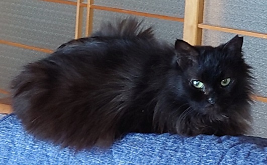 新しい飼い主を探している猫（9-F）写真2