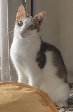 新しい飼い主を探している猫（9-F)の写真1