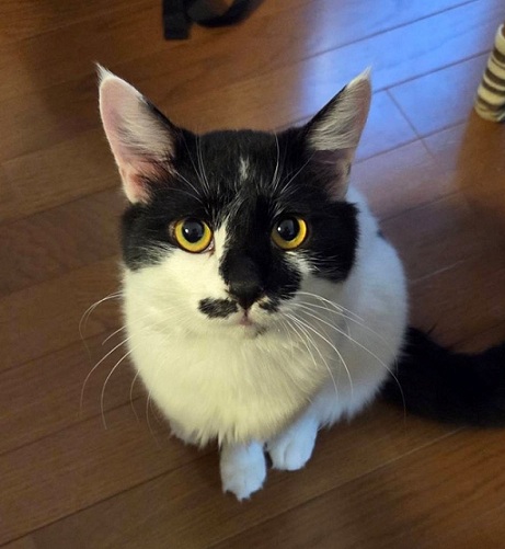 新しい飼い主を探している猫（9-G）写真1