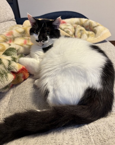 新しい飼い主を探している猫（9-G)の写真2