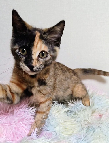 新しい飼い主を探している猫(9-K)の写真1