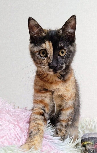 新しい飼い主を探している猫(9-L)の写真1