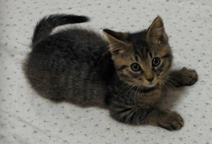 新しい飼い主を探している猫(9-M)の写真1