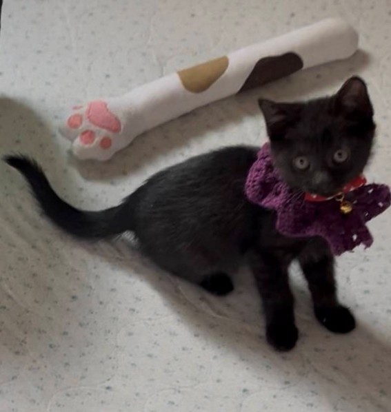 9新しい飼い主を探している猫(9-N)の写真2