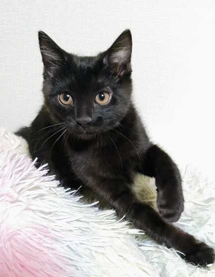 新しい飼い主を探している猫(9-N)の写真1