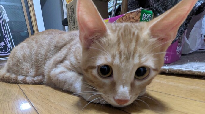 新しい飼い主を探している猫（6-I）写真1