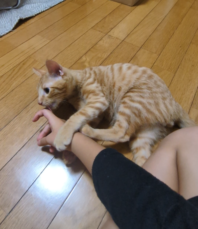 新しい飼い主を探している猫（6-I）写真2