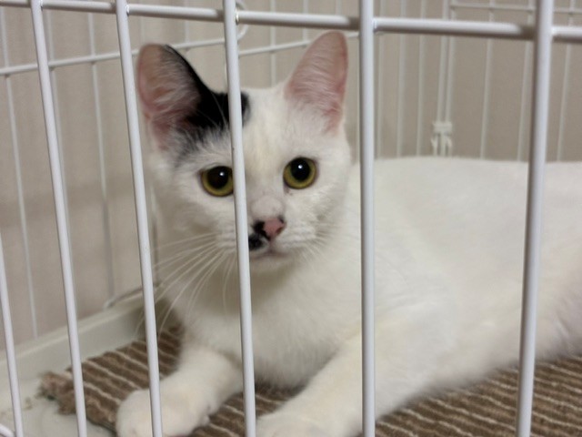 新しい飼い主を探している猫（6-F）写真2