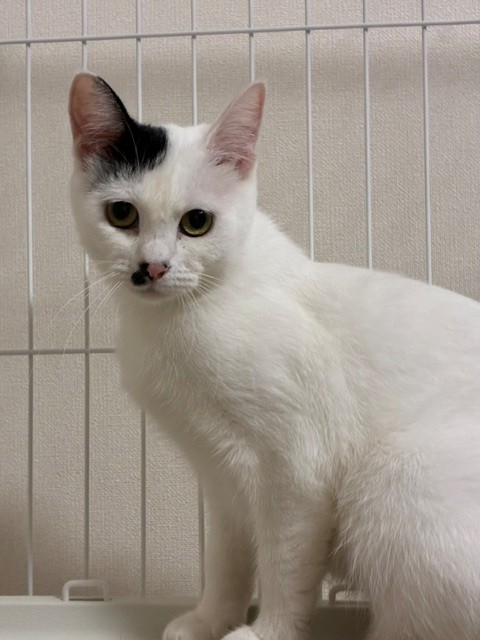 新しい飼い主を探している猫（6-F）写真1