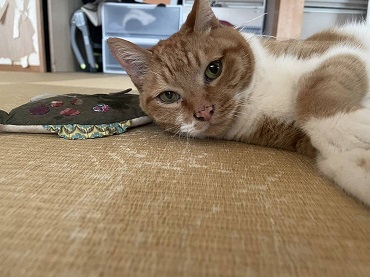 新しい飼い主を探している猫（3-C）写真1