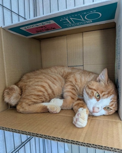 新しい飼い主を探している猫（2-K）の写真2