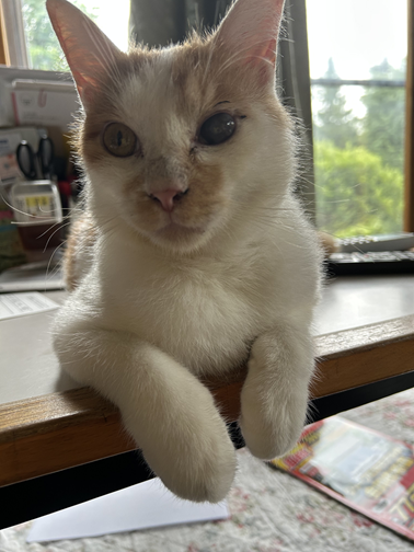 新しい飼い主を探している猫（2-K）の写真2