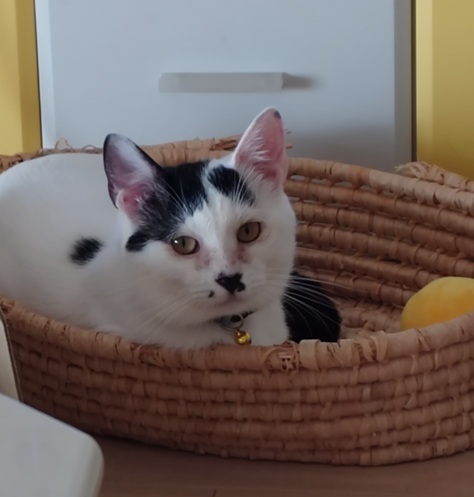 新しい飼い主を探している猫（11-H）写真1