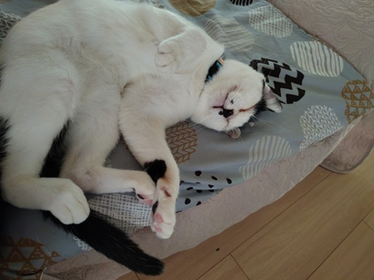 新しい飼い主を探している猫（11-H）の写真2