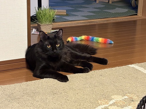 新しい飼い主を探している猫（2-F）写真2