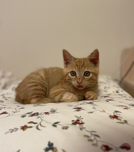 新しい飼い主を探している猫（11-H）写真1