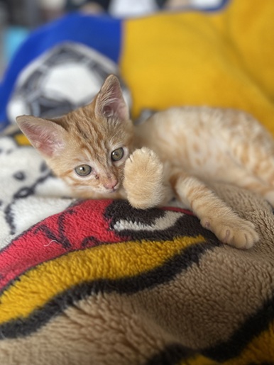 新しい飼い主を探している猫（11-H）の写真2