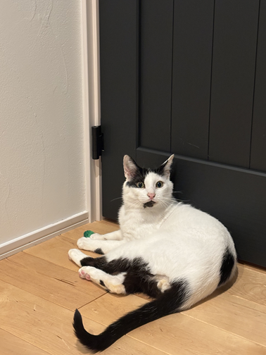 新しい飼い主を探している猫（2-C）写真1