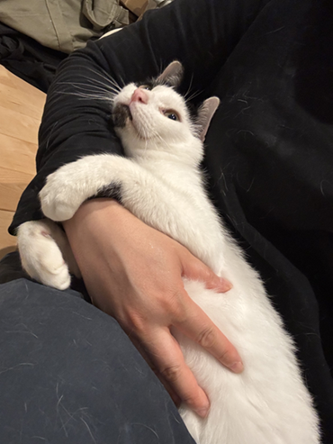 新しい飼い主を探している猫（2-C）写真2