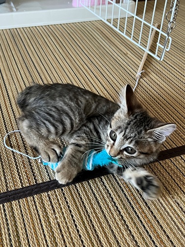 新しい飼い主を探している猫（11-H）写真1