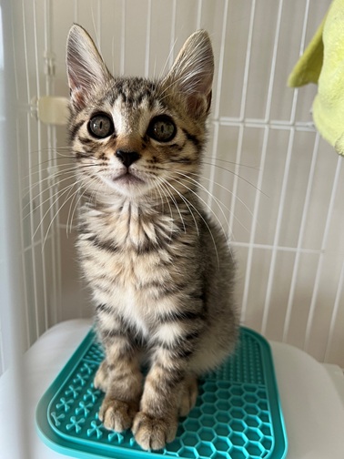 新しい飼い主を探している猫（11-H）写真1