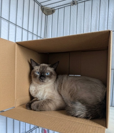 新しい飼い主を探している猫（6-F）写真2
