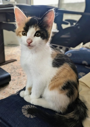 新しい飼い主を探している猫(11-H)写真1