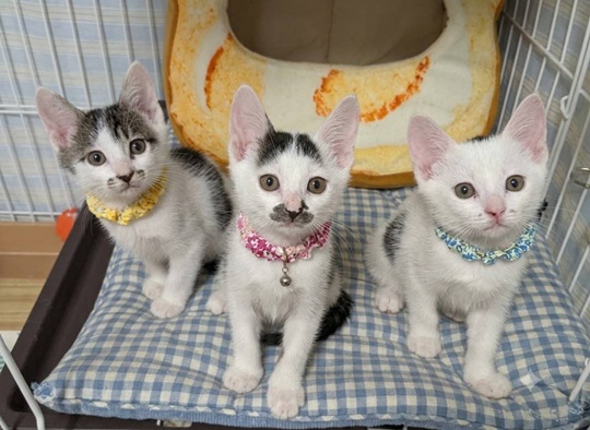 新しい飼い主を探している猫（6-F）写真2