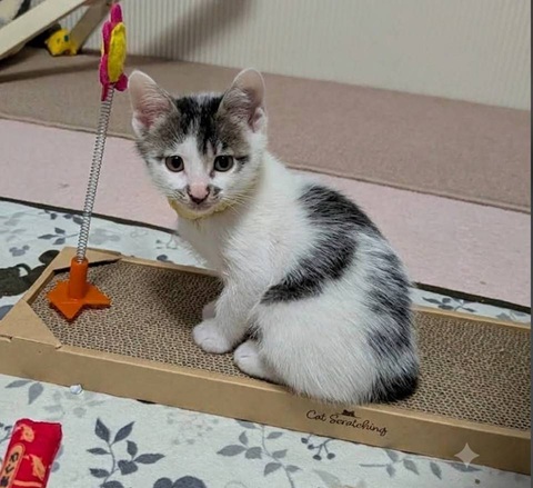 新しい飼い主を探している猫（6-F）写真2