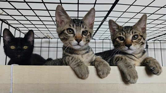 新しい飼い主を探している猫（11-H）写真1